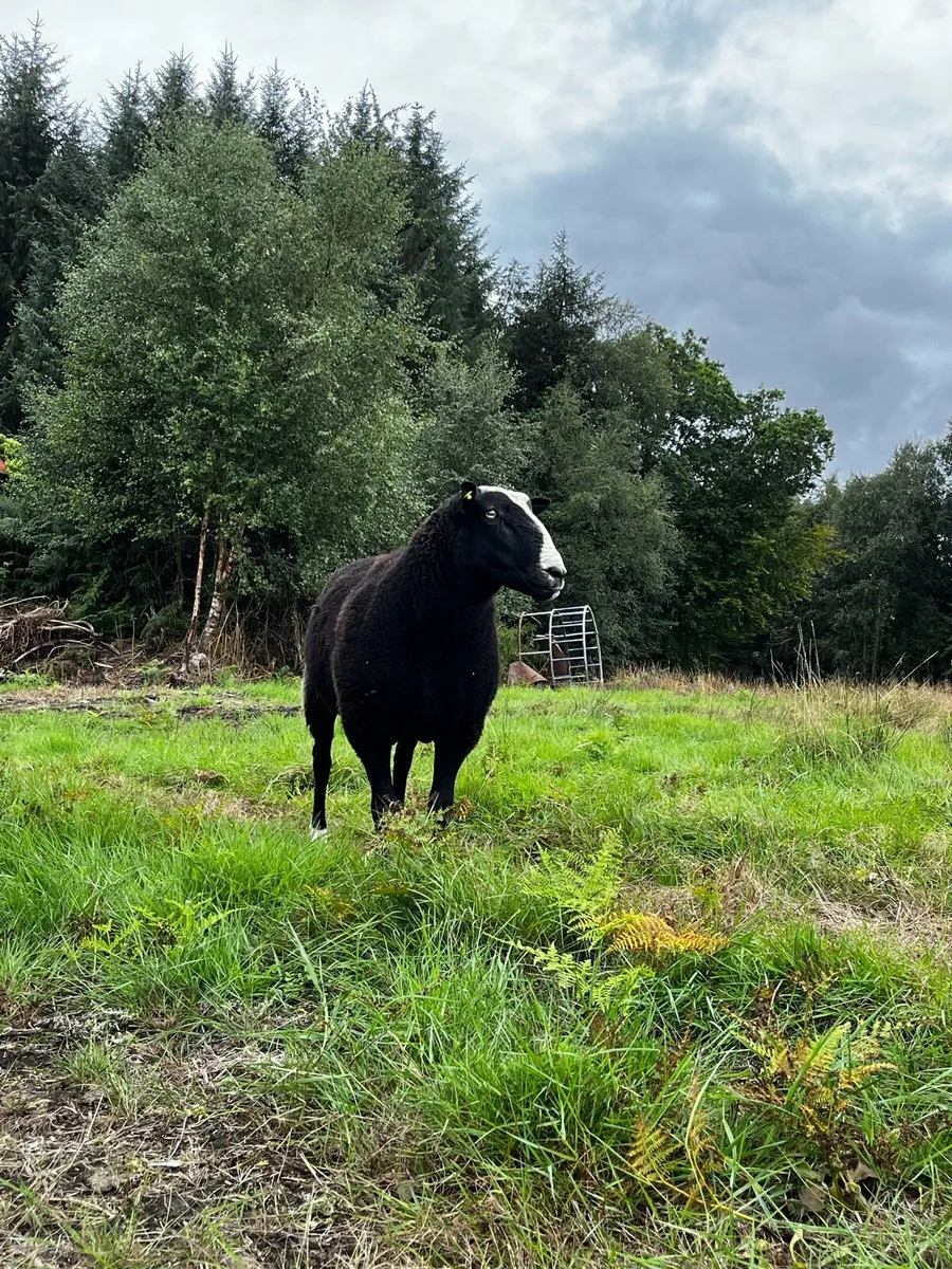 Pedigree Zwartble Flock Rams - Image 3