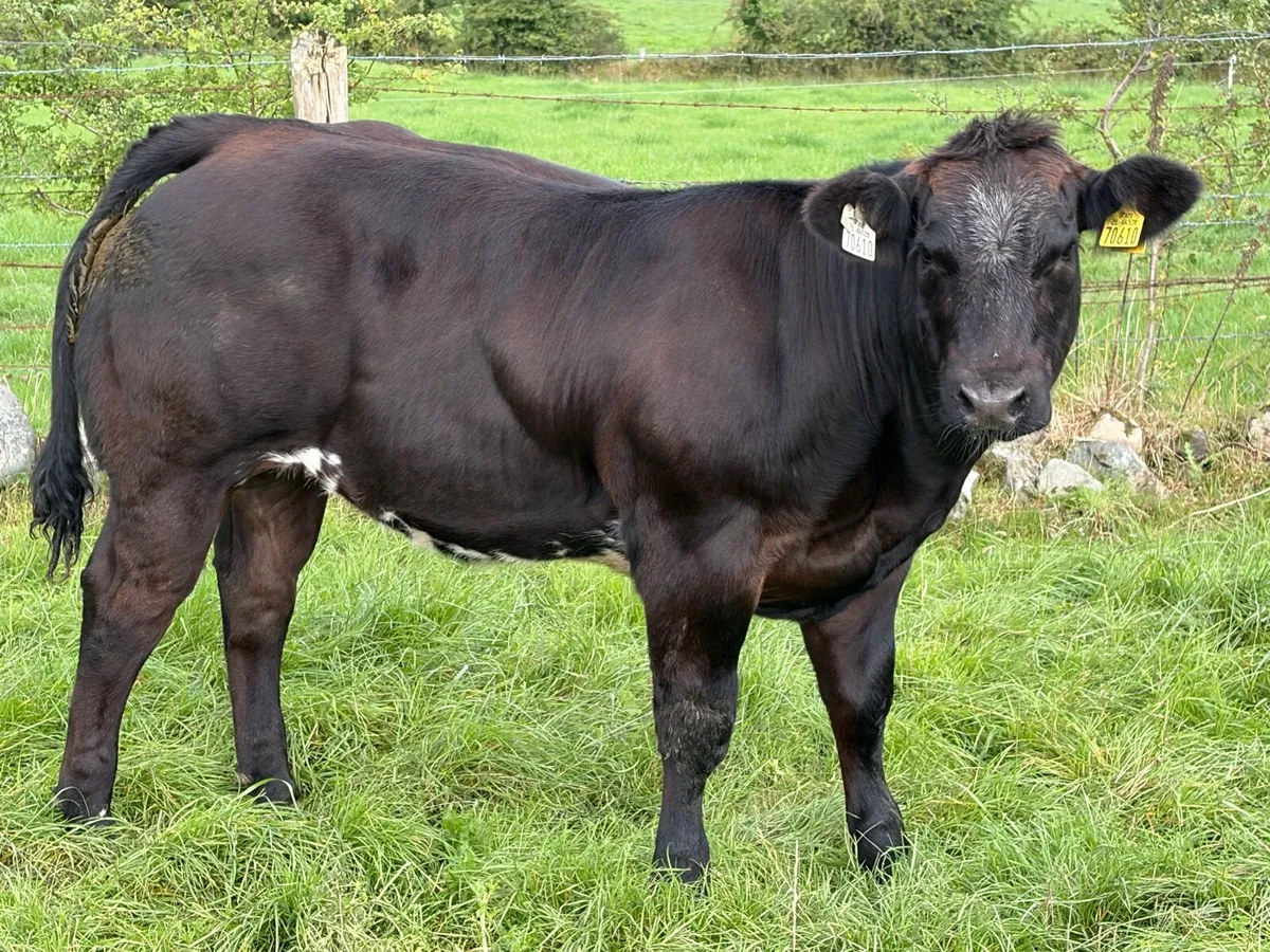 Show heifers - Image 4