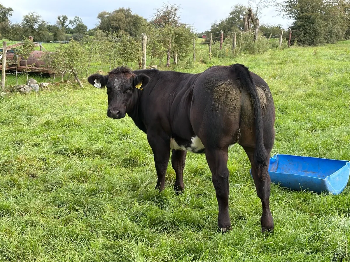 Show heifers - Image 2