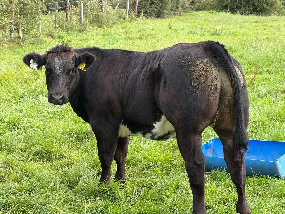 Show heifers - Image 3