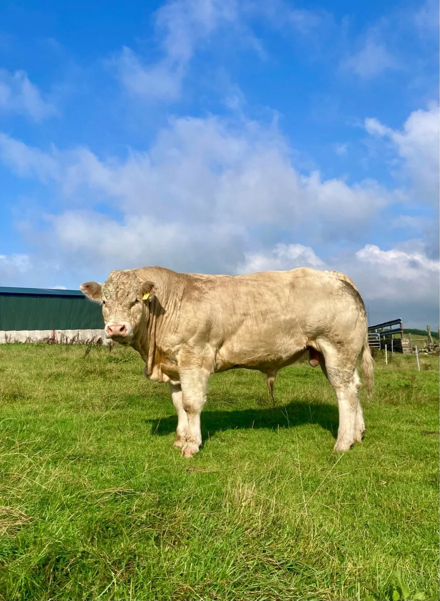 Super Charolais Bull for sale - Image 1