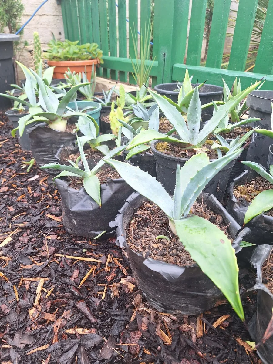 Agave well established plants - Image 2