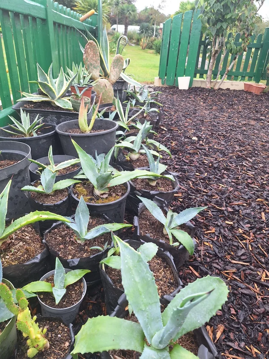 Agave well established plants - Image 3