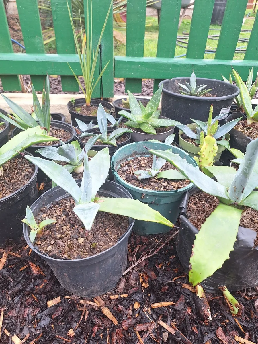 Agave well established plants - Image 1