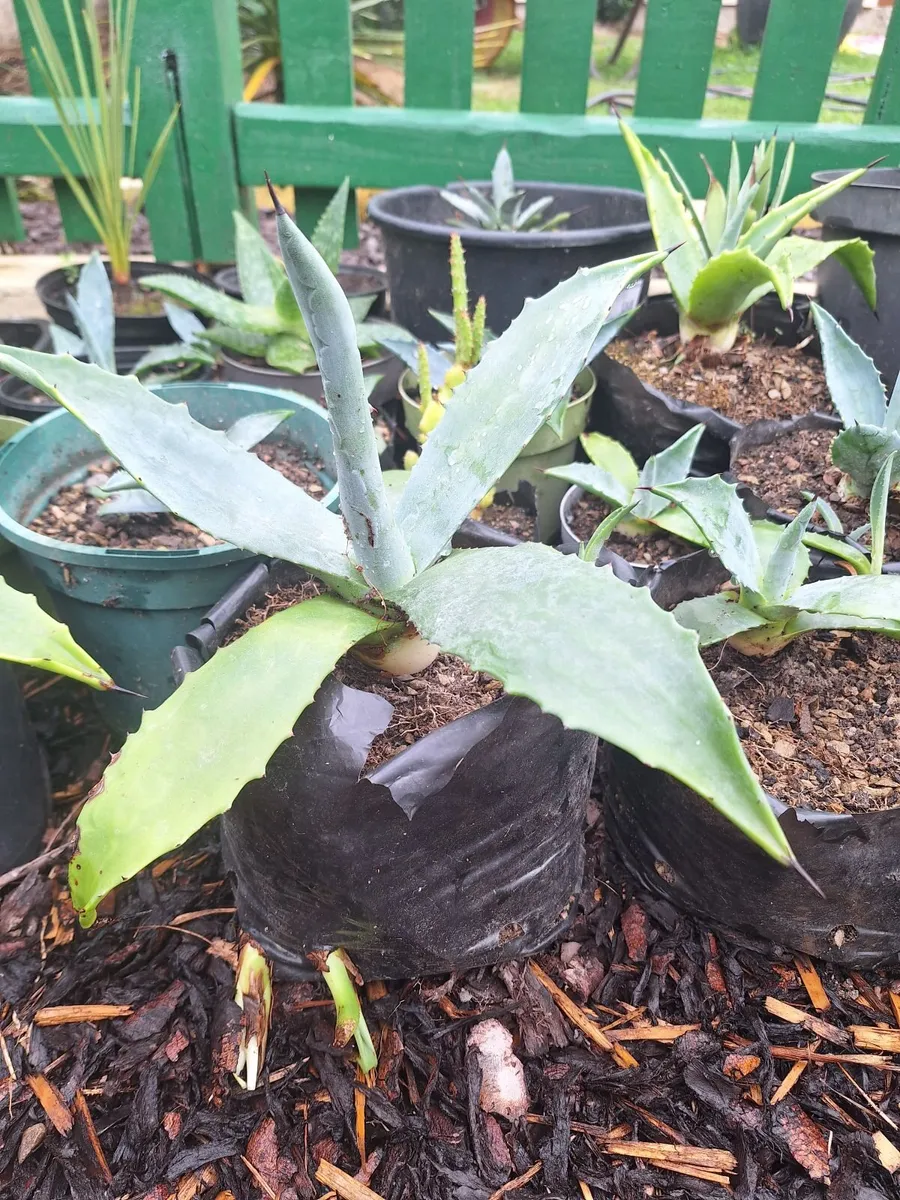 Agave well established plants - Image 4