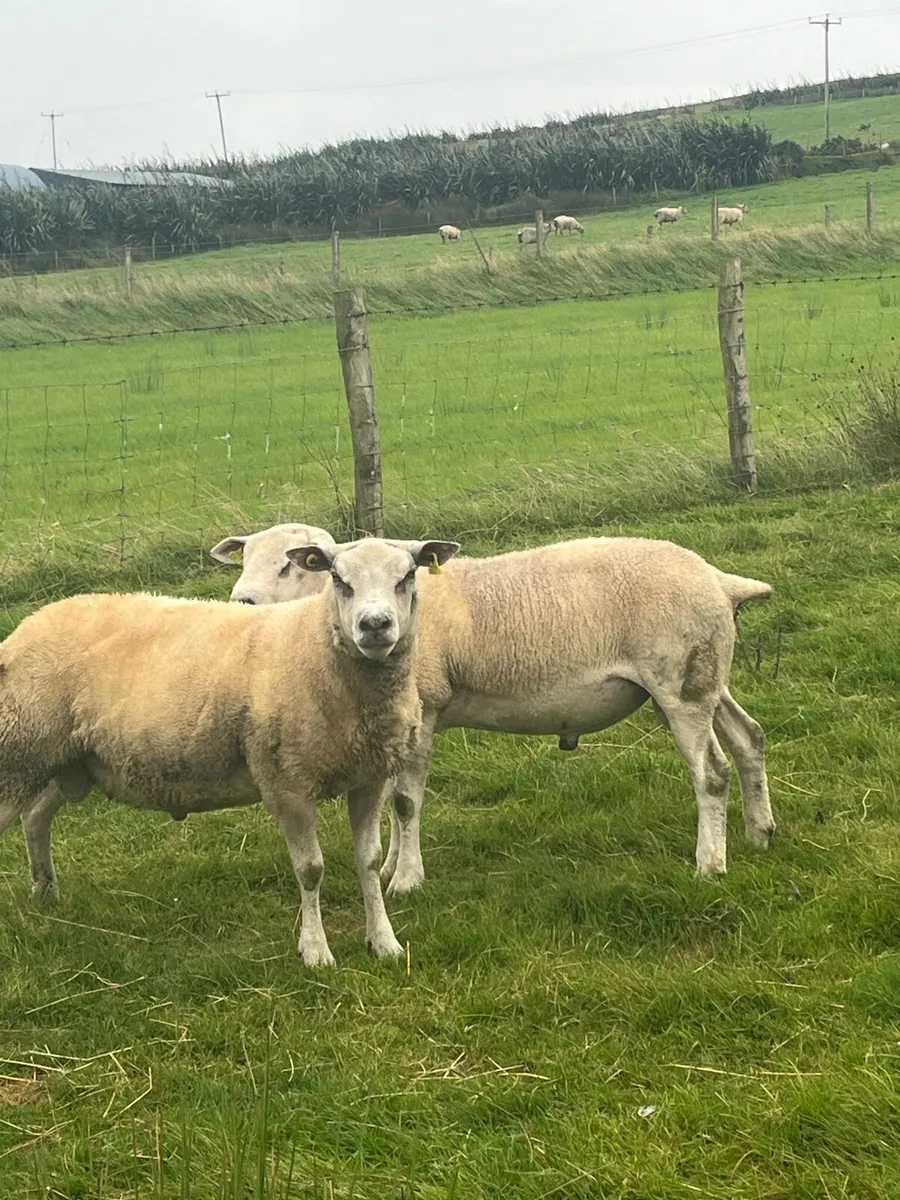 2 super quality hogget rams - Image 1