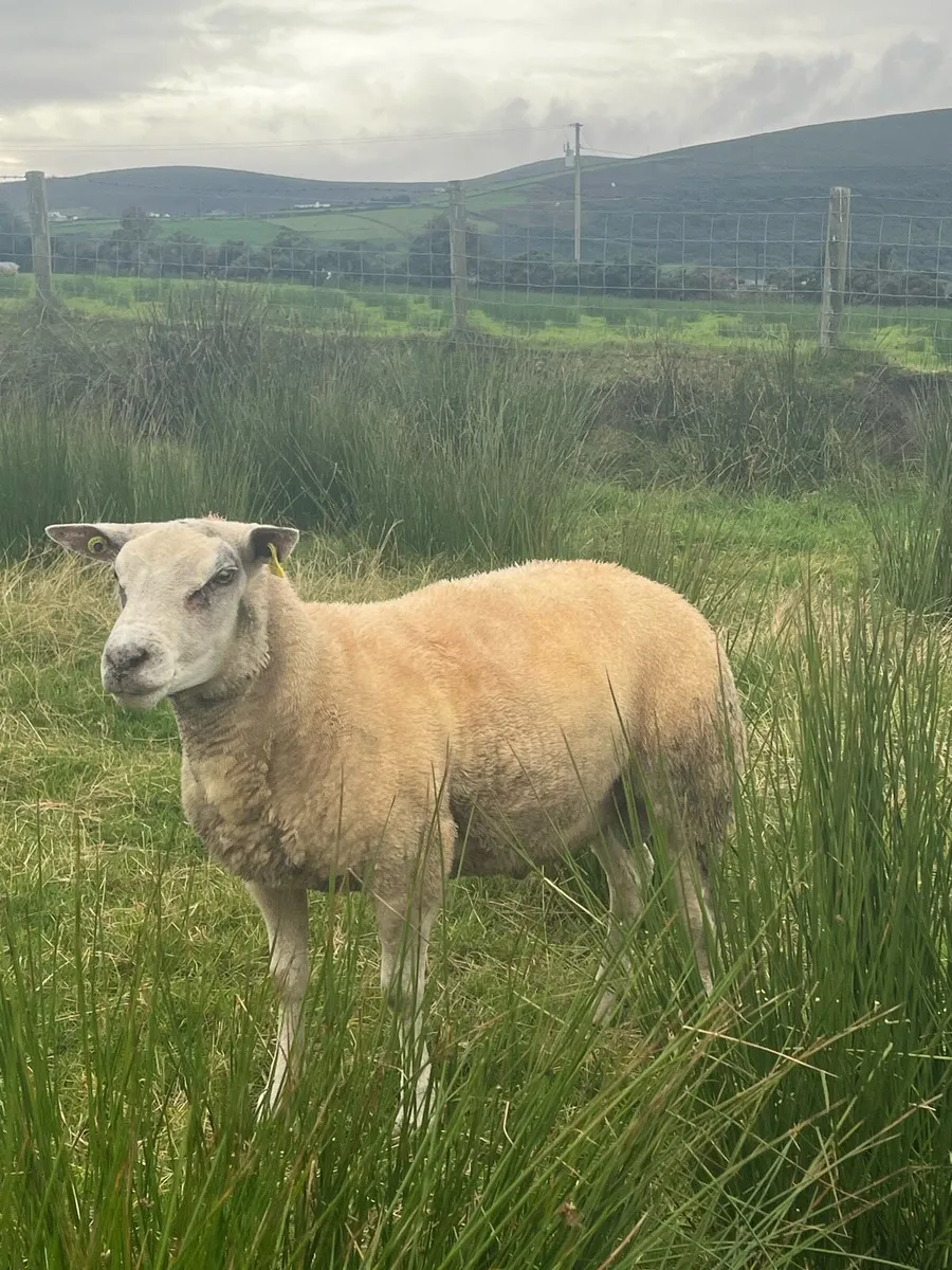 2 super quality hogget rams - Image 2