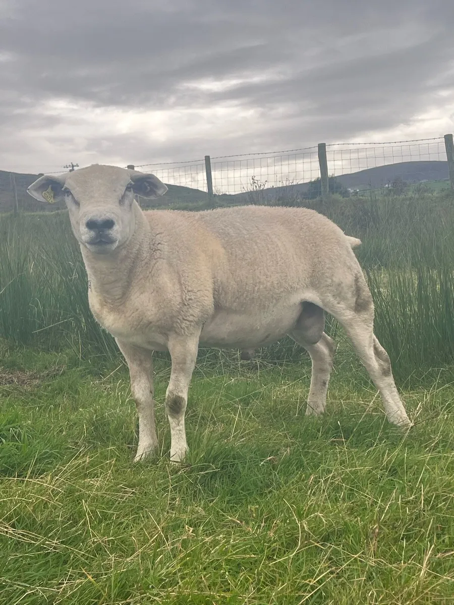2 super quality hogget rams - Image 3