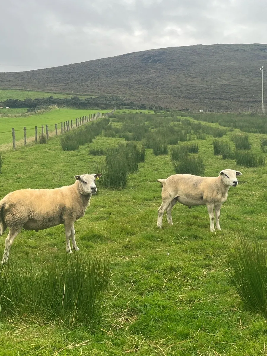 2 super quality hogget rams - Image 4