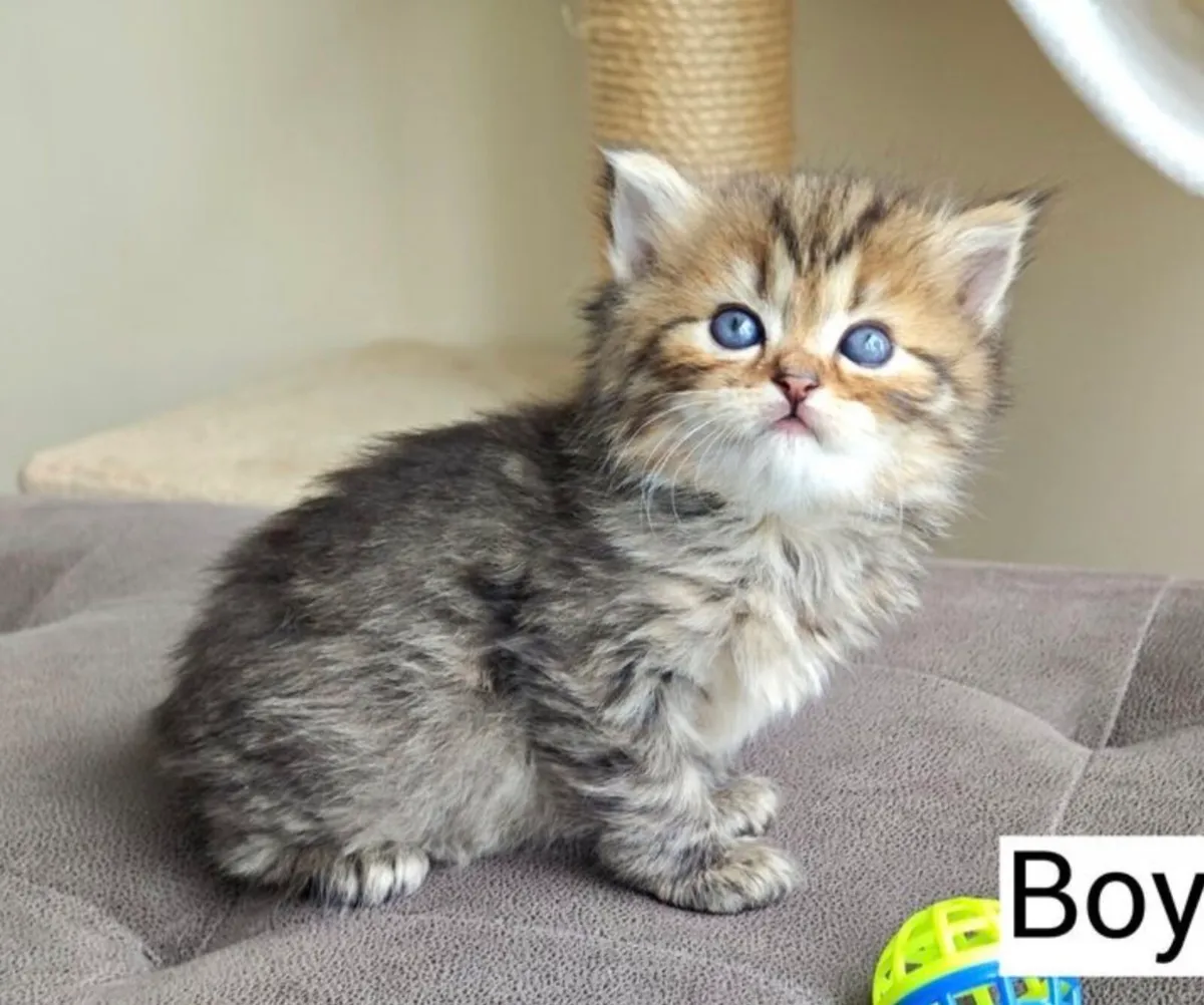 Persian-Ragdoll kitten - Image 1