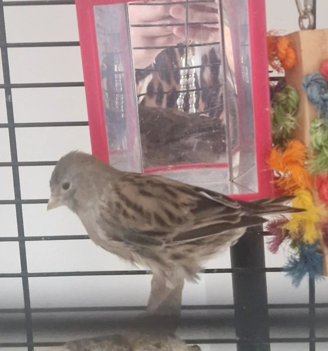 Birds - Image 1