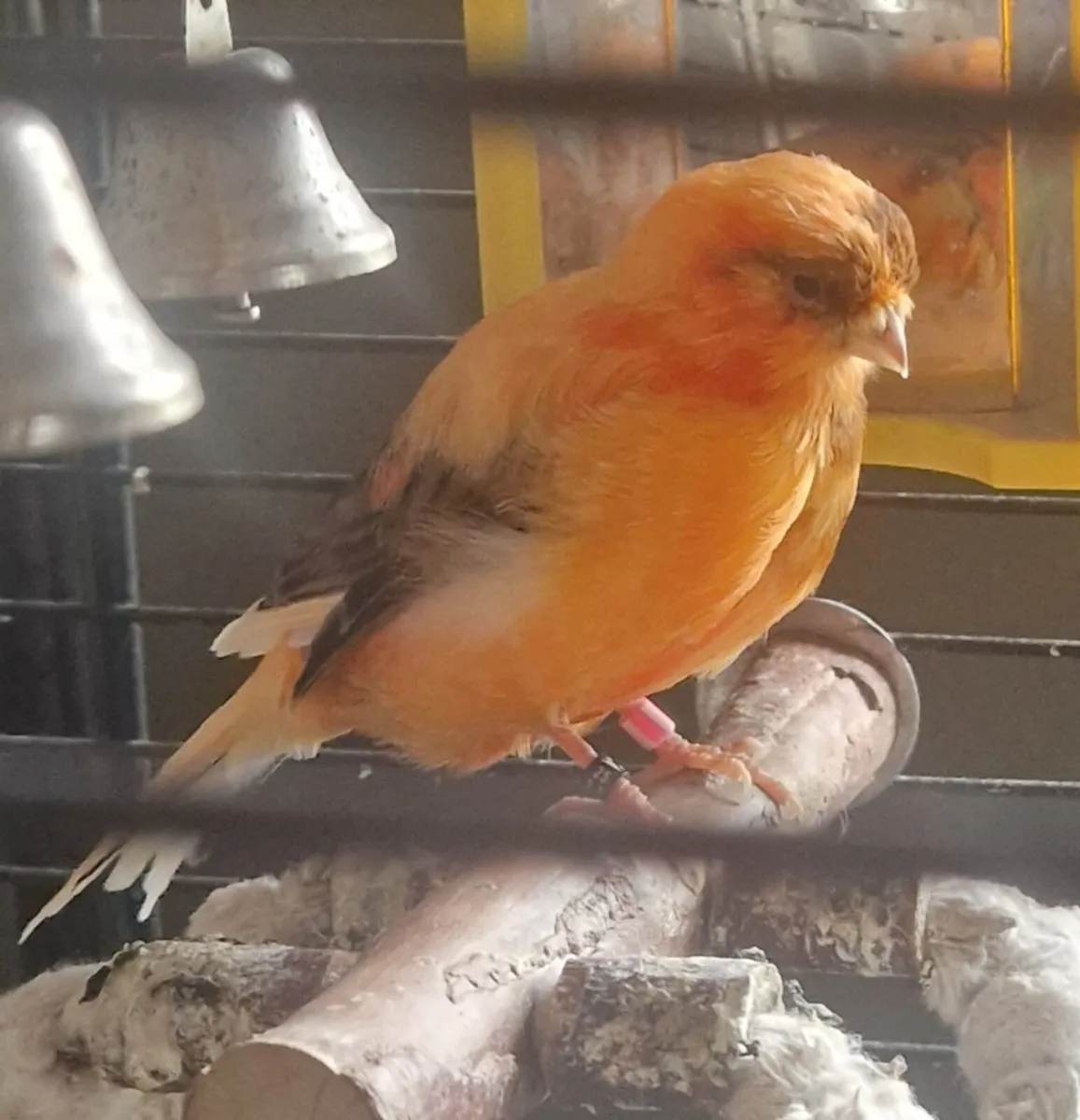 Birds - Image 2
