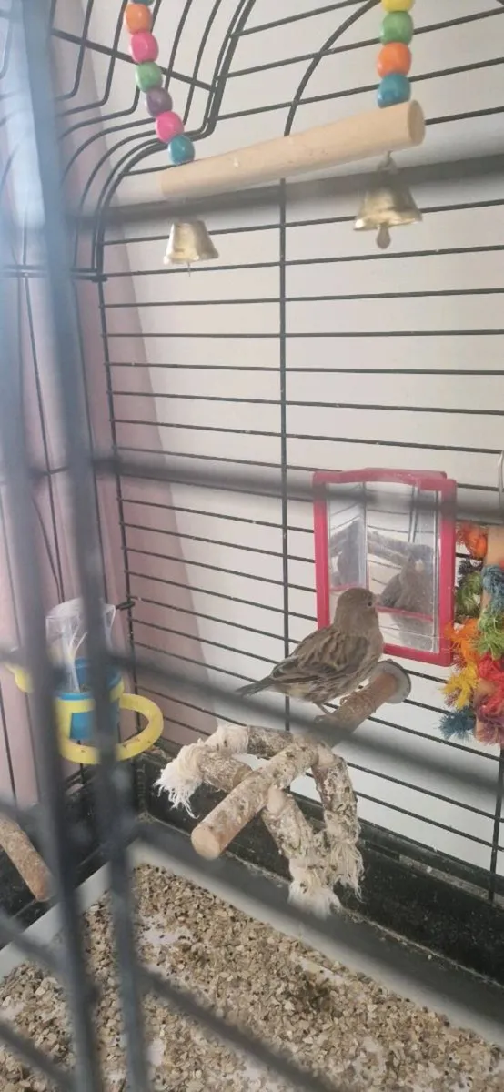 Birds - Image 3