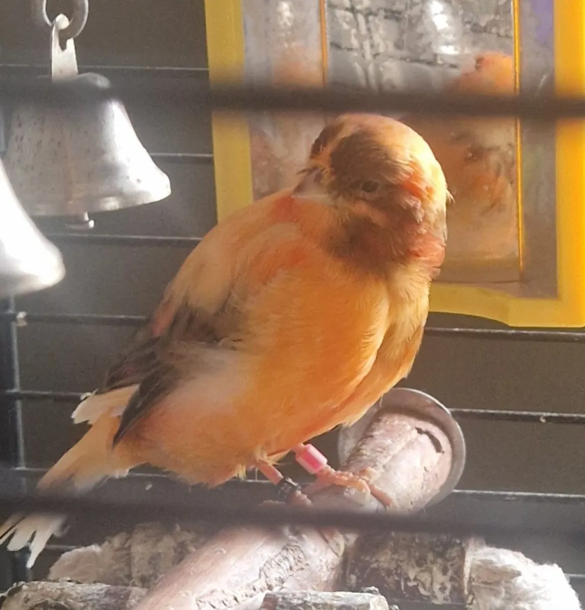 Birds - Image 4