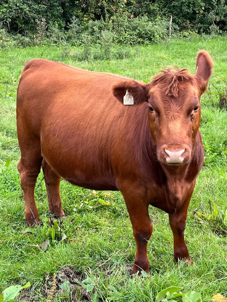 Pbr red Angus heifer - Image 4