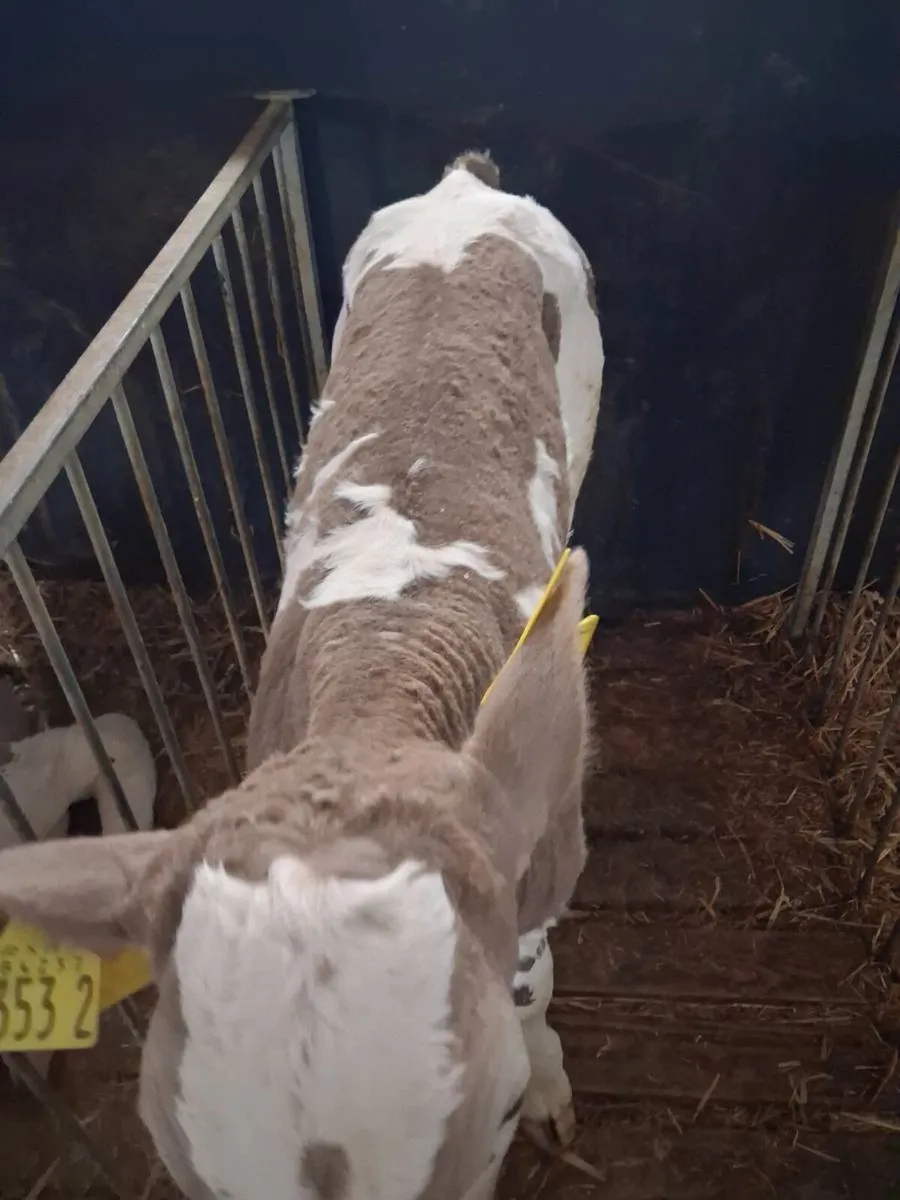 Charolais calves for sale - Image 1