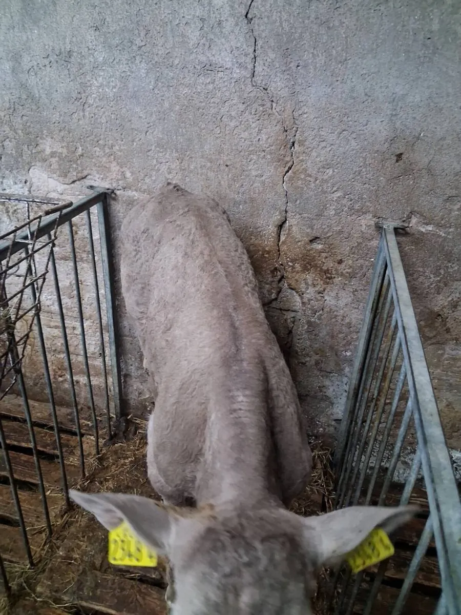 Charolais calves for sale - Image 3