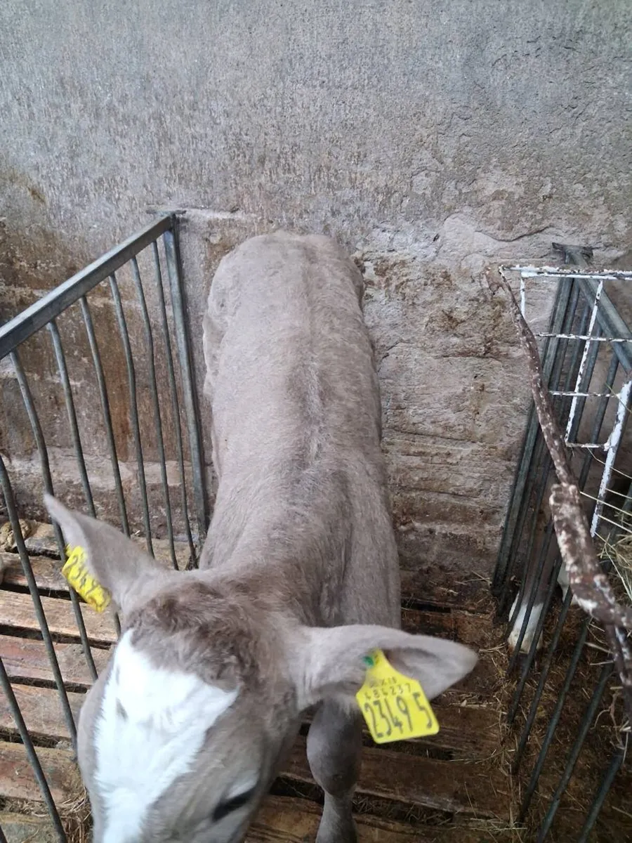 Charolais calves for sale - Image 4