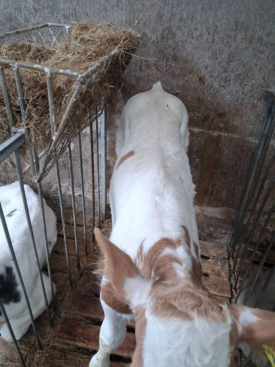 Charolais calves for sale - Image 2