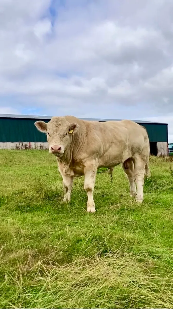 Super Charolais Bull for sale - Image 2
