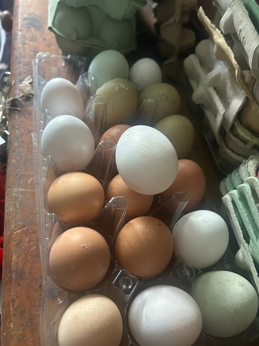 ❗️1 Rhode Island Rooster left ❗️ - Image 3