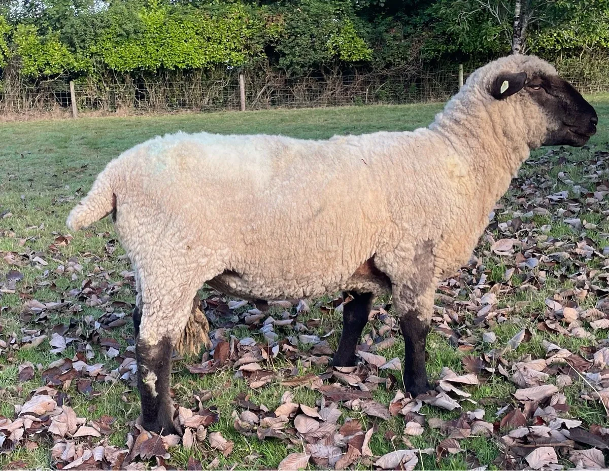 Ram