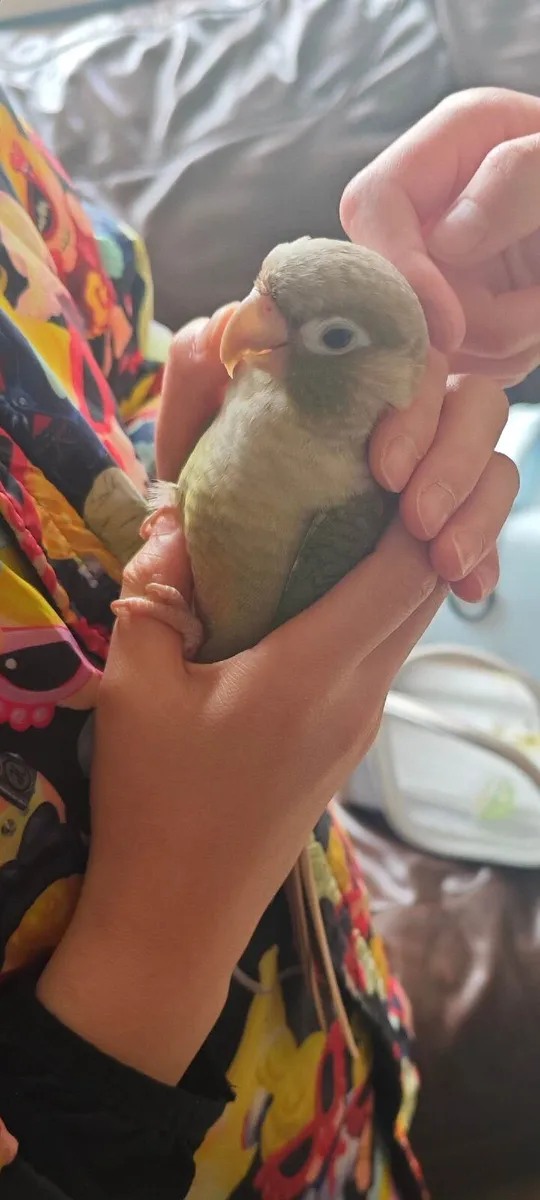 Hand reared bird Conure - Image 1