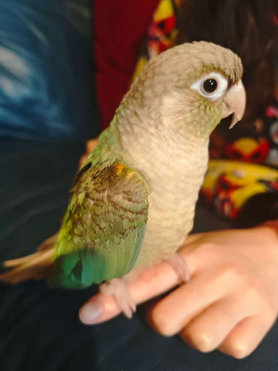 Hand reared bird Conure - Image 4