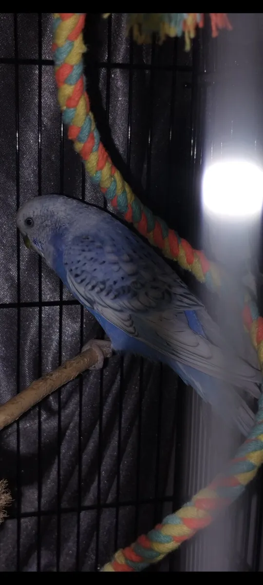 Budgie beautiful with cage /Toys stunning colours - Image 1