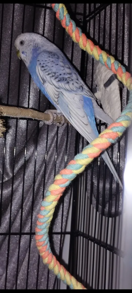 Budgie beautiful with cage /Toys stunning colours - Image 3