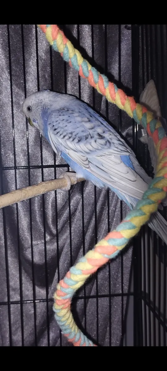 Budgie beautiful with cage /Toys stunning colours - Image 2