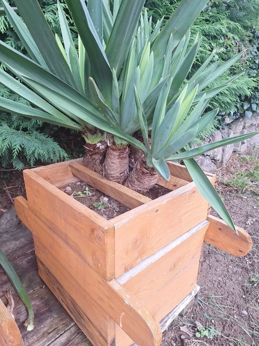 Yucca Gloriosa, Adam's Needle - Image 1