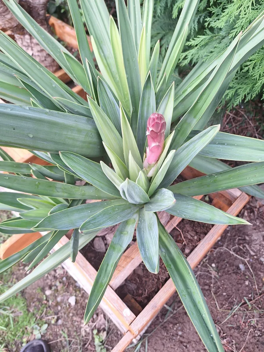 Yucca Gloriosa, Adam's Needle - Image 2