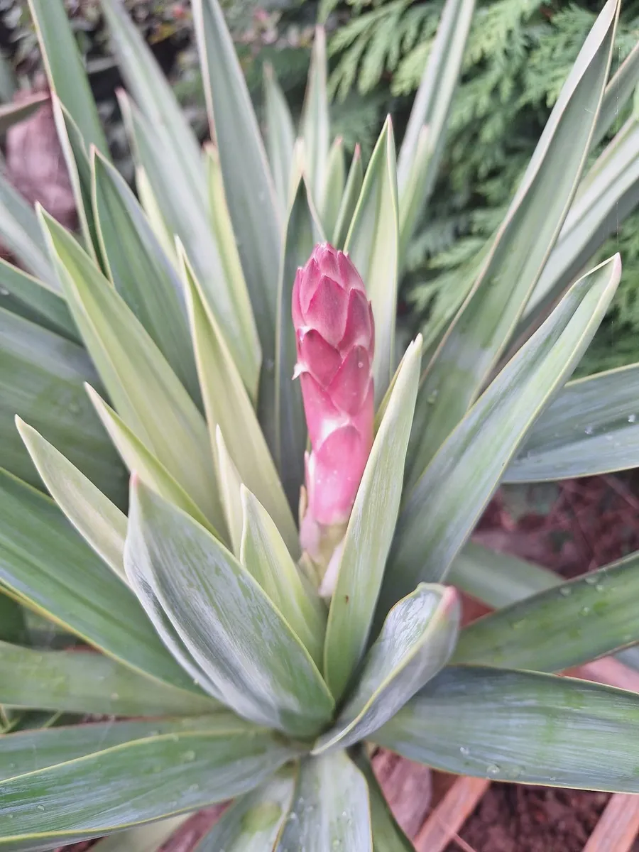 Yucca Gloriosa, Adam's Needle - Image 3