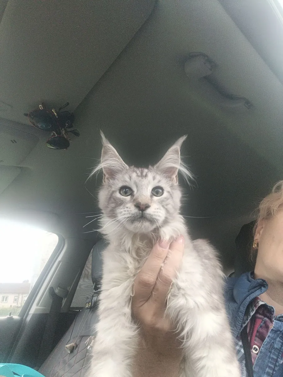 Maine Coon kitten - Image 3