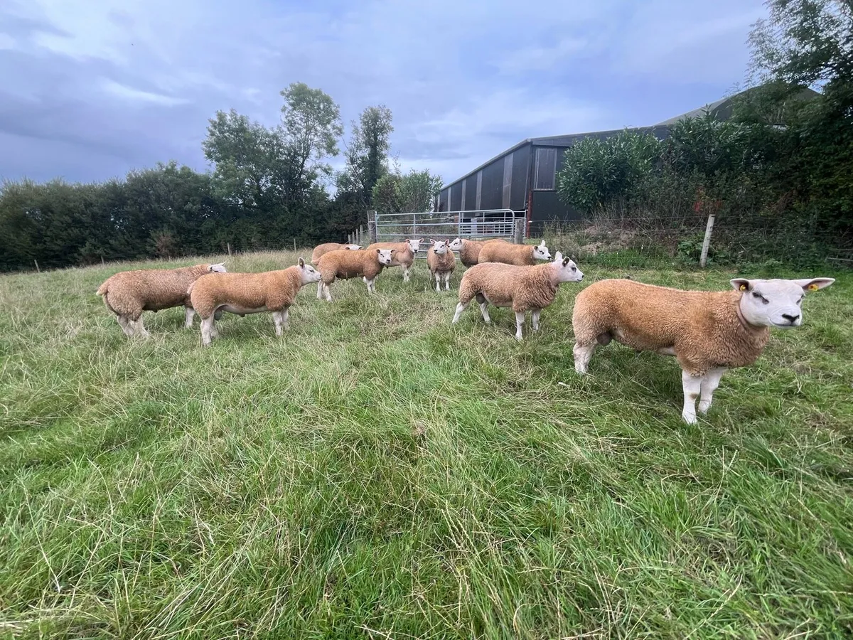Texel Rams - Image 2