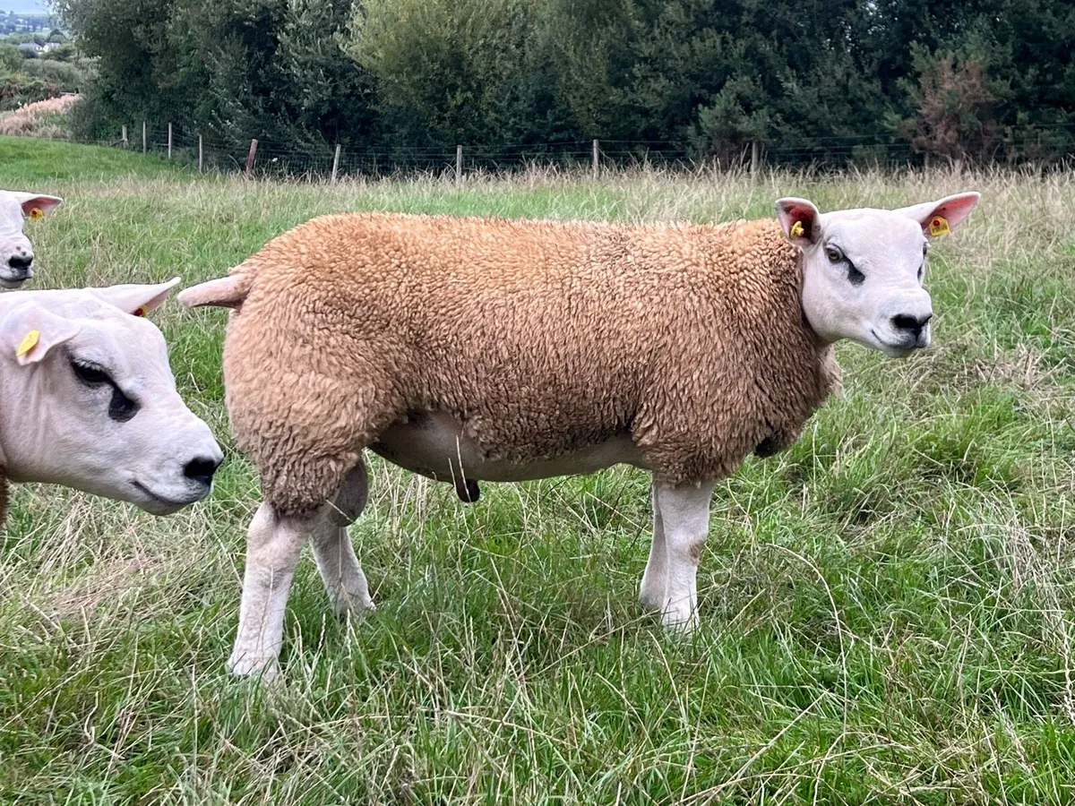 Texel Rams - Image 1