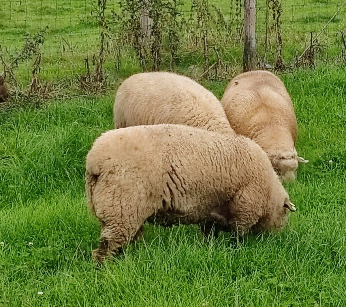PBR Vendeen rams for sale - Image 1