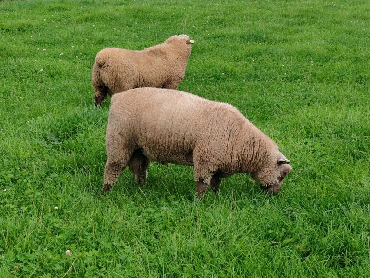 PBR Vendeen rams for sale - Image 2