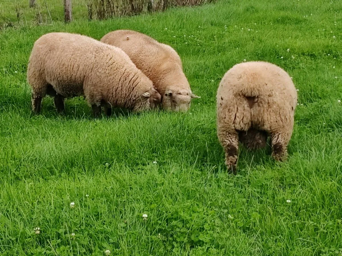 PBR Vendeen rams for sale - Image 3