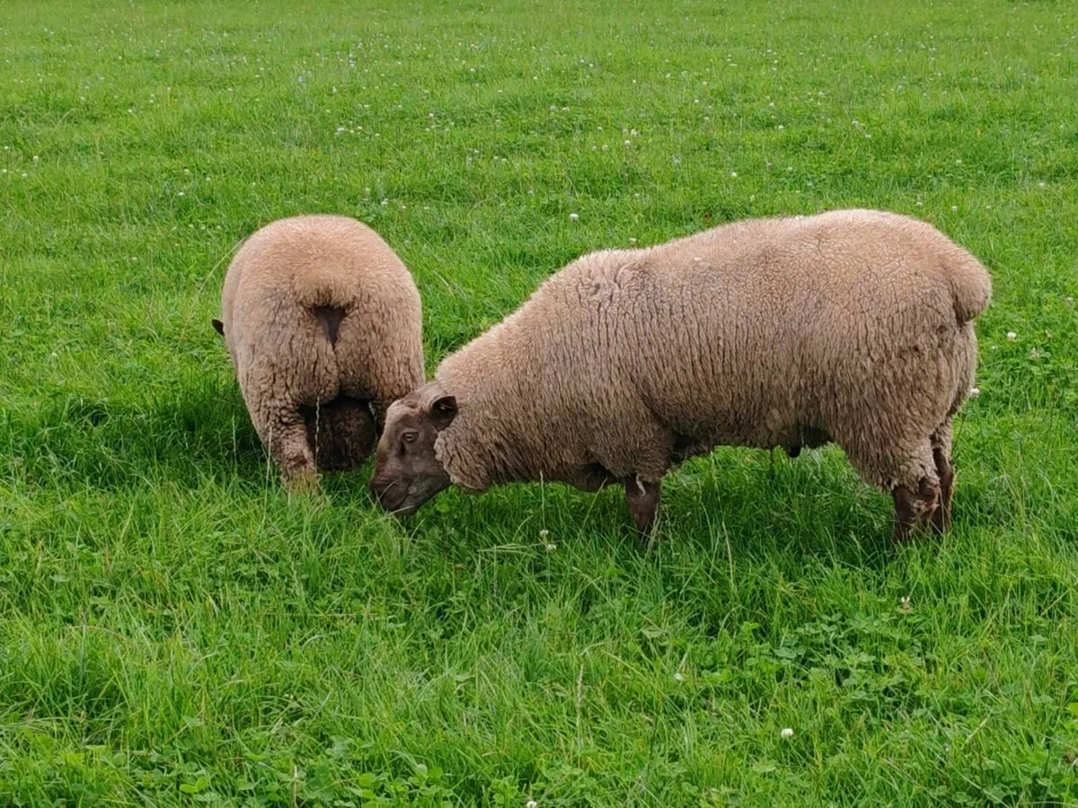 PBR Vendeen rams for sale - Image 4