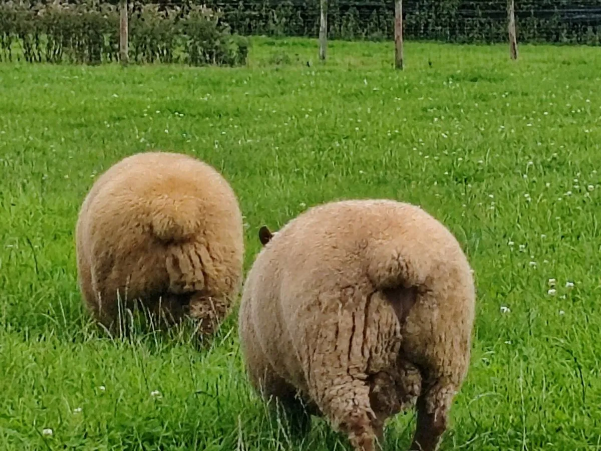 PBR Vendeen rams for sale - Image 1
