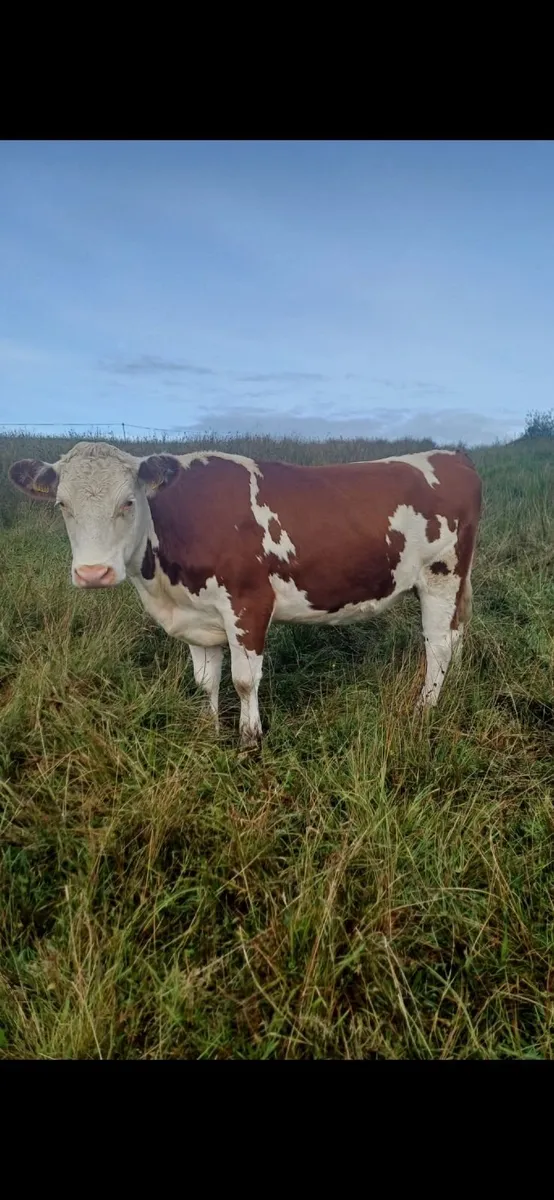 Incalf Heifers - Image 2