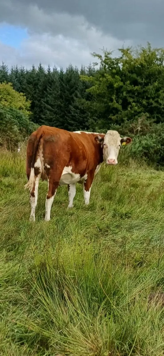 Incalf Heifers - Image 1