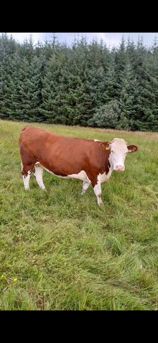 Incalf Heifers - Image 3