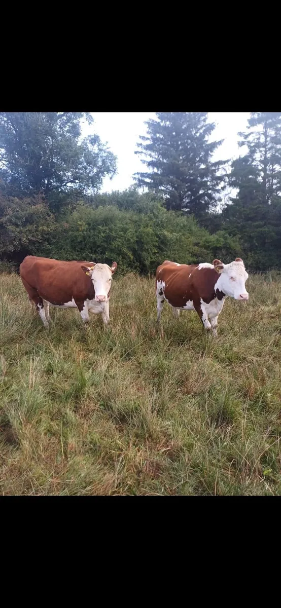 Incalf Heifers - Image 4