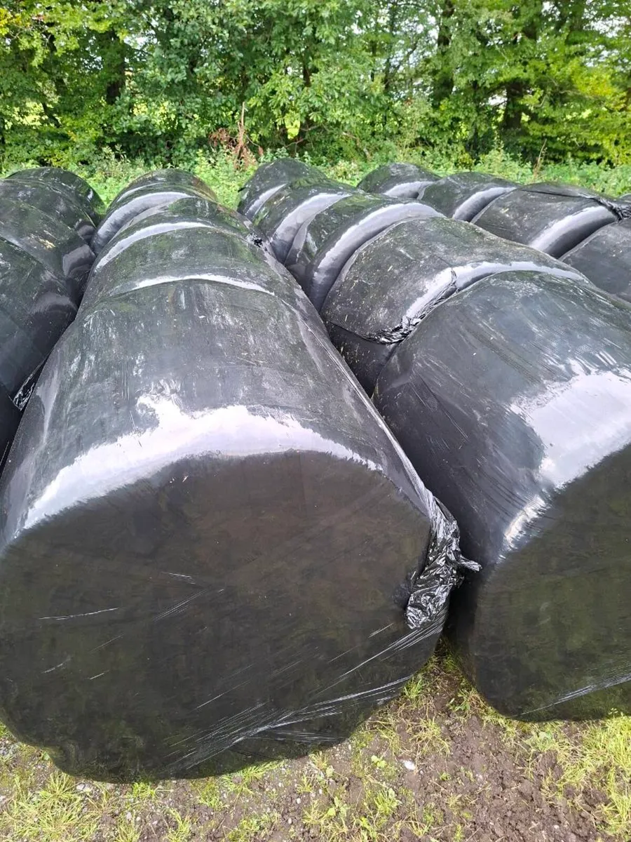 Bales silage - Image 3