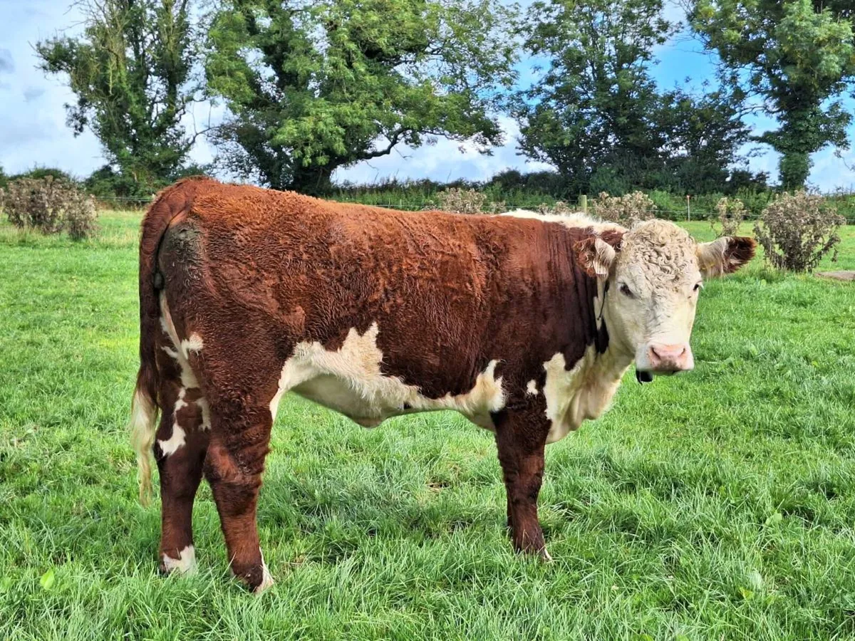 Pedigree Heifers - Image 2