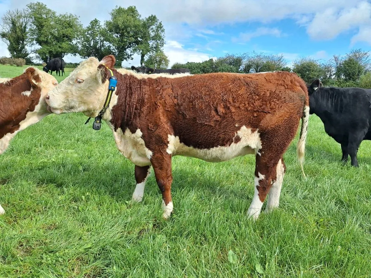 Pedigree Heifers - Image 4