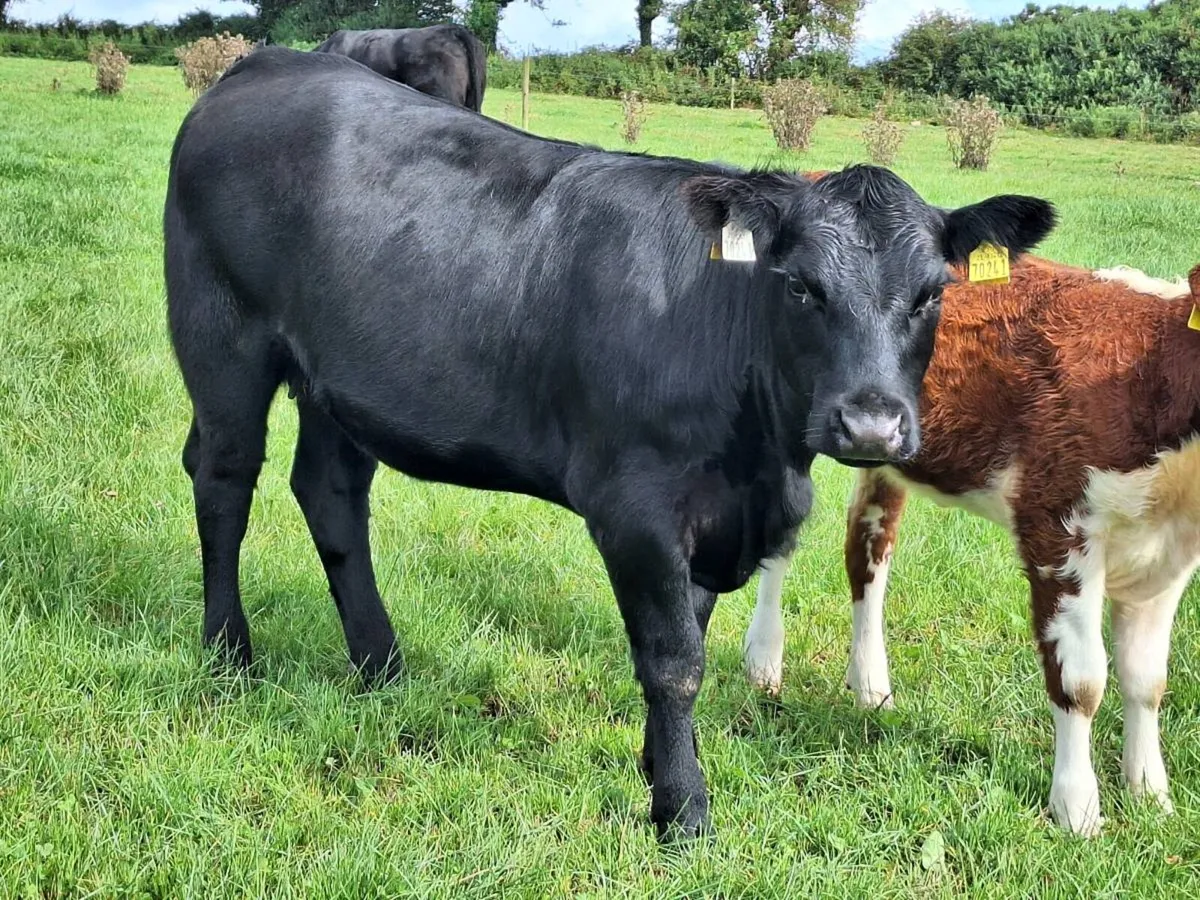 Pedigree Heifers - Image 3